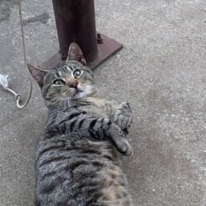 Meet your Posher, Stone